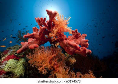 Fish, coral and ocean