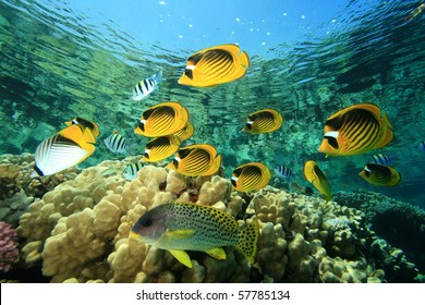Fish And Coral: Red Sea Raccoon Butterflyfishes On A Coral Reef