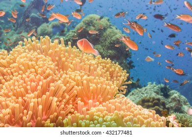 Fish with coral reef underwater life in Tao island