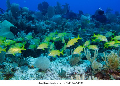 Fish Coral Reefs Mesoamerican Barrier Mayan Stock Photo 144624419 ...