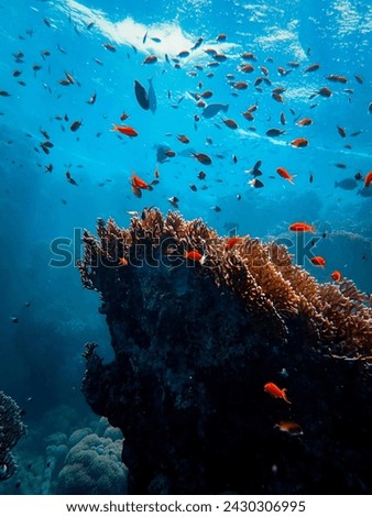 Fish and coral reefs mutually complement and complement the ocean