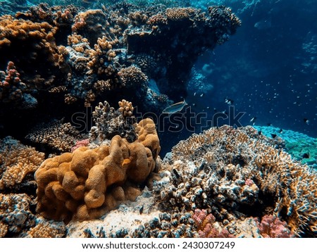 Fish and coral reefs mutually complement and complement the ocean