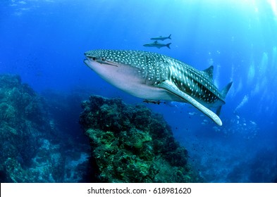 Fish Coral  Scuba Diving Reef Underwater Rock Ray Shark Whale Blue Ocean