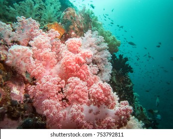 Fish And Coral In Verde Island Passage