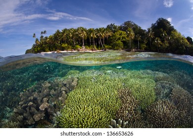 Fish And Corals Grow In Shallow Water Near A Tropical Pacific Island.  Competition For Space To Grow, Sunlight, And Planktonic Food Is Fierce On Indo-Pacific Reefs.