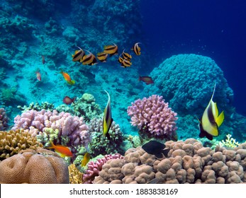 Fish and Corel Reef with Fire and Hard Coral