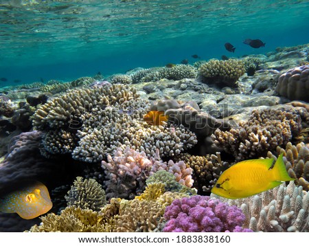 Fish and Corel Reef with Fire and Hard Coral