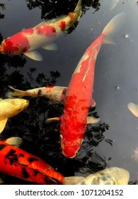 fish crap red gold