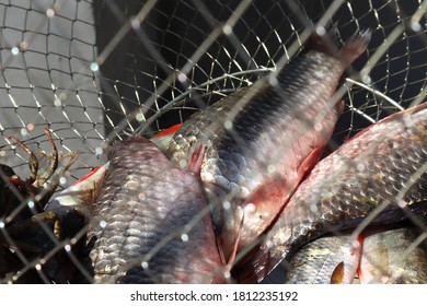 Fish And Crayfish In A Net