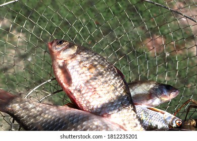 Fish And Crayfish In A Net