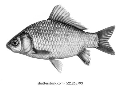 Fish crucian carp, isolated black and white, side view.