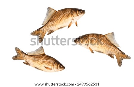 fish, crucian carp isolated on white
