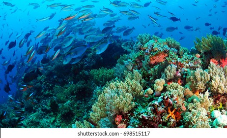 Fish Dance Over The Reef Komodo Indonesia