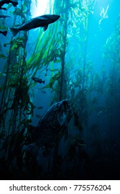 Fish in the depth of the ocean