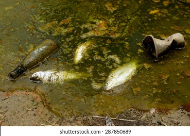 Fish Die Due To Water Pollution / Waste Water / Water Pollution