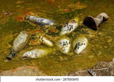 fish die due to water pollution / waste water / water pollution