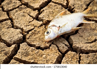 fish died on cracked earth / drought / river dried up /famine / scarcity / global warming / natural destruction / extinction