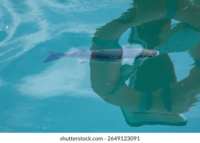 Fish  in different  environment and condition 