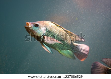 Fish diving under water, Nile tilapia fish  is species of tilapia.  Commercially important as a food fish and is also farmed. It swimming in under pond. It is also commercially known as mango fish