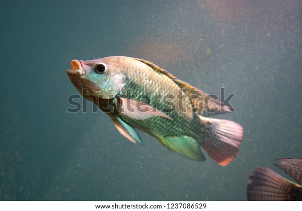 Fish diving under water, Nile tilapia fish  is\
species of tilapia.  Commercially important as a food fish and is\
also farmed. It swimming in under pond. It is also commercially\
known as mango fish