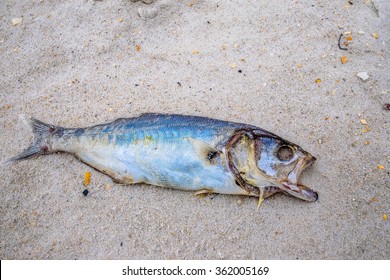 6,272 Pescado podrido Images, Stock Photos & Vectors | Shutterstock