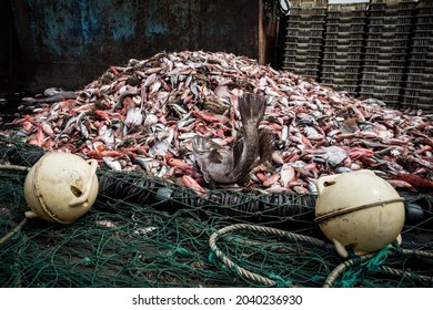 Fish Dying On Deck Of A Fishing Boat
