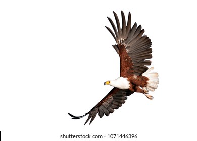 Fish Eagle Beautifully Flying On Isolated White Background