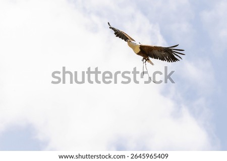 Fish eagle in flight agains a blue sky, the eagle is wearing Jessie's on its legs.  England UK.