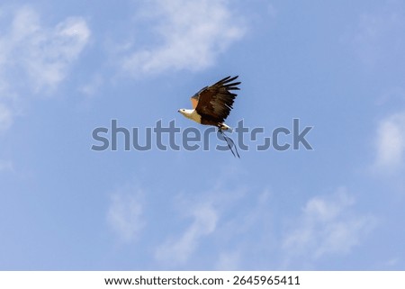 Fish eagle in flight agains a blue sky, the eagle is wearing Jessie's on its legs.  England UK.
