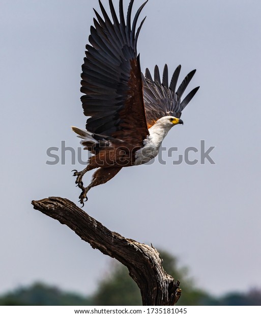 Fish Eagle in flight along the\
banks of the Chobe River in Chobe National Park\
Botswana