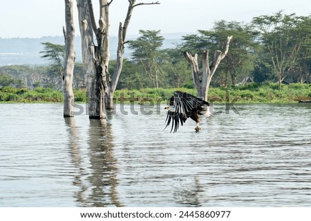 Fish eagle, Haliaeetus vocifer, about to catch a fish from surface of Lake Naivasha, Kenya. These skilled predators will snatch fish from the water with their strong and sharp talons.