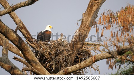 Fish eagle Parents with Chicks in the nest. Rwanda, Africa 