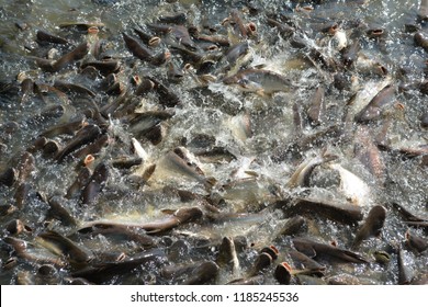 Fish Eat River Stock Photo 1185245536 