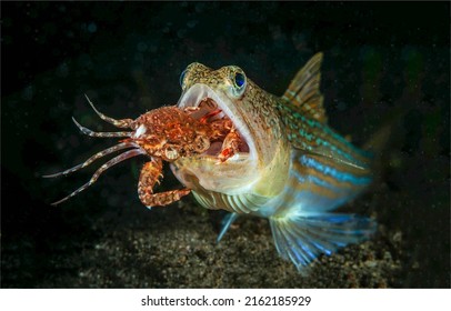 Fish eats crab underwater. Fish attack crab underwater. Underwater cruel world