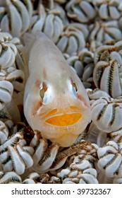 Fish With Eggs In Mouth