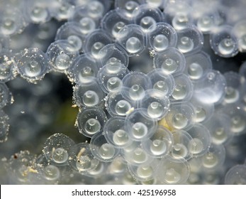 Fish eggs underwater