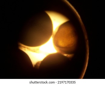 Fish Embryo Seen Using A Microscope