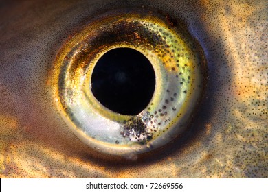 Fish Eye Close Up.