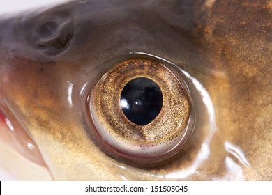 Fish Eye Close-up