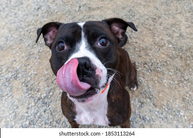 Fish Eye Lens Up Close Photo Of A Staffordshire Terrier Licking His Nose