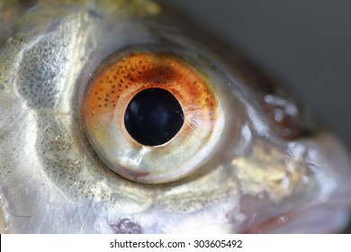 american macro fish