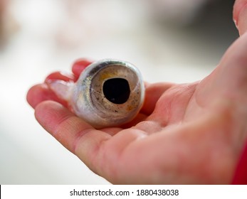 Fish eye in the palm of your hand. Faroe Island. - Shutterstock ID 1880438038