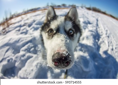 Fish Eye Portrait Of Husky Dog Muzzle Closeup.