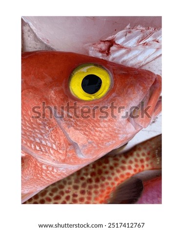 fish eye snapper yellow eye