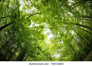 Fish Eye View Of The Forest