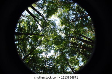 Fish Eye View From The Forest Floor Straight Up To The Forest Ceiling