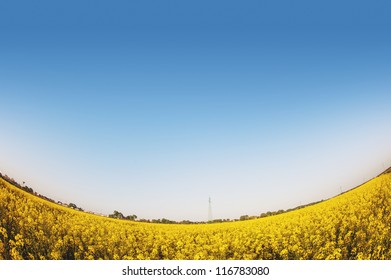 Fish Eye View Of Yellow Flowers Field With Blue Sky And Copy Space.