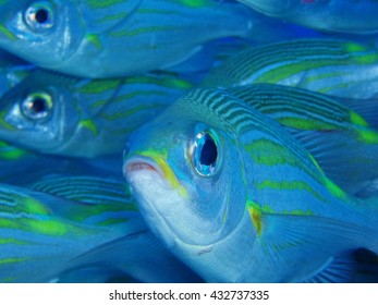 Fish face close up