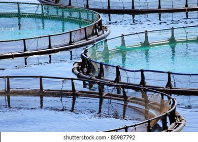 Fish Farm