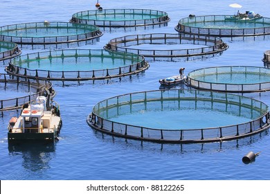 Fish Farm